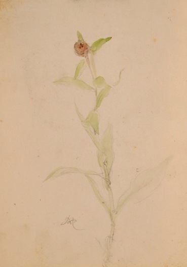 HOFMAN Wlastimil