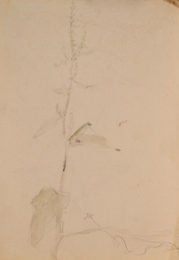 HOFMAN Wlastimil